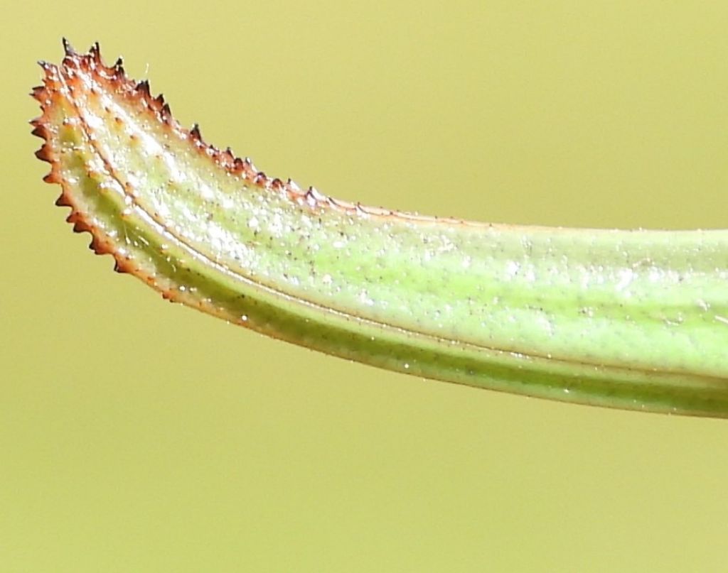 Polysarcus denticauda